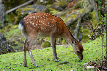 Wild Sika Deer 
