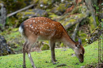 Wild Sika Deer 