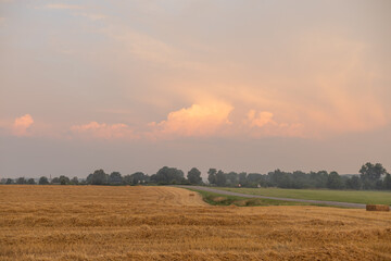 Compressed rye. Yellow straw lies on the field. Grain harvest