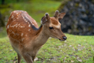 Wild Sika Deer 