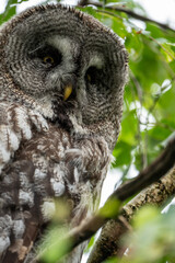 Owl sitting in a tree