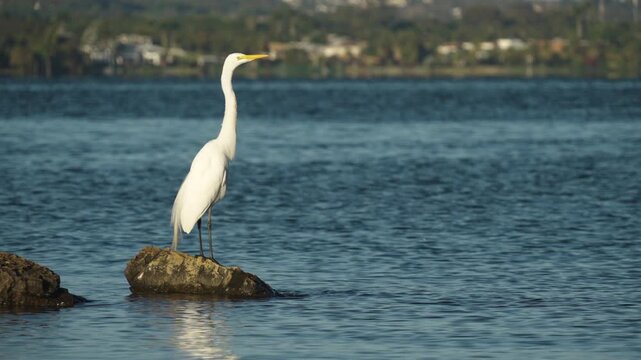 Gar&ccedil;a branca em pedra na beira do lago