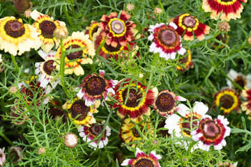 Blossoms in the Garden
