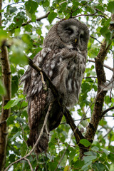 Owl sitting in a tree