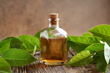 A glass bottle of herbal tincture with fresh japanese knotweed or Reynoutria japonica plant
