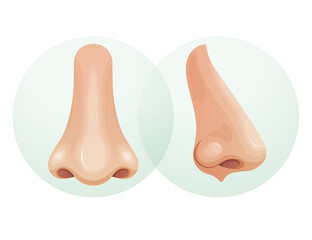 Human Nose - Front and Side View - Stock Illustration