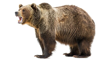 Fototapeta premium Grizzly bear roaring in a natural pose against a white background