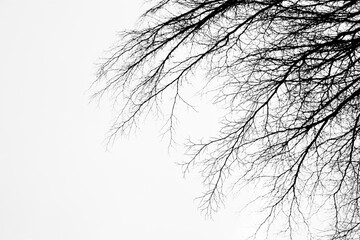 Black and white image of dry branches on a white background