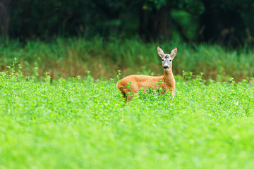 The roe deer (Capreolus capreolus), also known as the roe, western roe deer, or European roe,