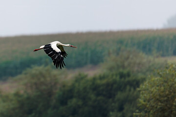 The white stork (Ciconia ciconia) slowly flying over the landscape