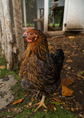 Portrait of a chicken looking at the camera.