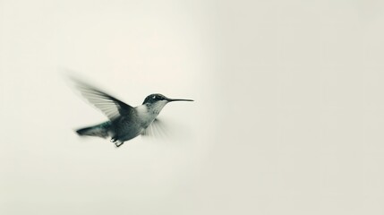 Fototapeta premium Hummingbird hovering in soft light against a blurred background during early morning hours