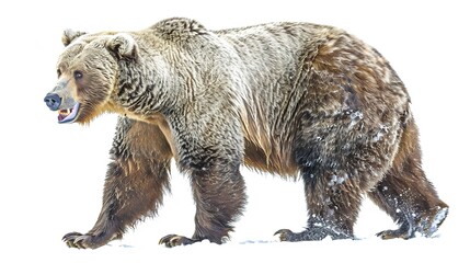 Grizzly bear walking in a snowy landscape during winter