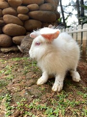 beautiful and beautiful white rabbit