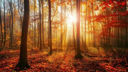 Fototapeta premium Golden sunlight filters through vibrant autumn trees in a tranquil forest setting during late afternoon