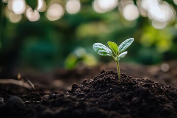 Sustainability - one little green plant growing out of the soil
