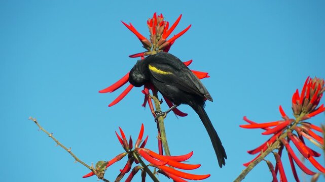 P&aacute;ssaro preto com pena amarela se alimenta em flores vermelhas em um belo c&eacute;u azul