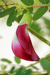 Red Sesbania grandiflora or vegetable hummingbird in the garden
