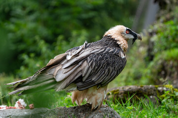 Obraz premium Bearded Vulture on the ground to eat