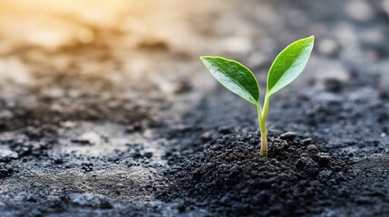 Seedling Growth in Soil