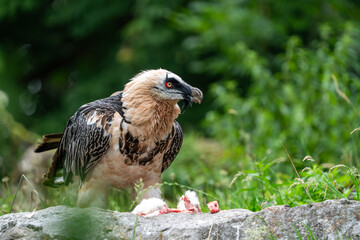 Bearded Vulture on the ground to eat