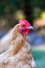 Range Chicken