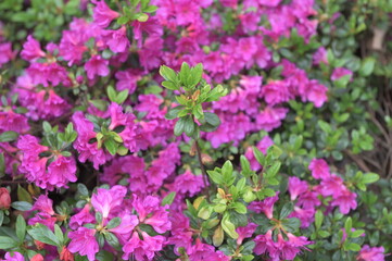 Obraz premium Early azalea (rhododendron prinophyllum) flowers