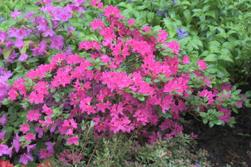 Obraz premium Early azalea (rhododendron prinophyllum) flowers