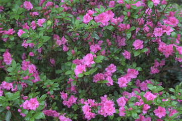 Fototapeta premium Early azalea (rhododendron prinophyllum) flowers