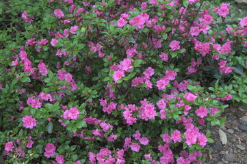 Early azalea (rhododendron prinophyllum) flowers
