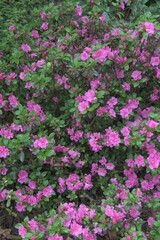 Early azalea (rhododendron prinophyllum) flowers