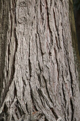 Old tree brown bark texture