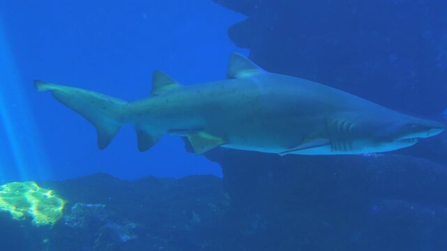 A large predatory shark in a clean large aquarium. Underwater world