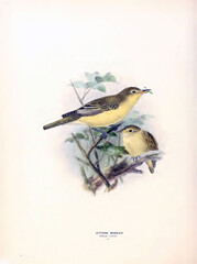 SEATTLE - JUL 14, 2024 - Icterine warbler perched on branch holding insect