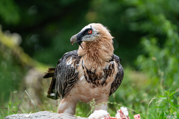 Bearded Vulture on the ground to eat
