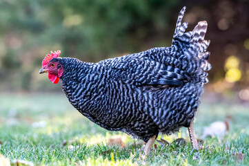 chicken on the grass