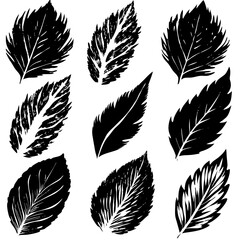 Obraz premium Black and white leaves displayed beautifully on a white background