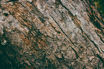 texture of a dead tree patagonia