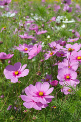 Fototapeta premium Pink flowers in meadow