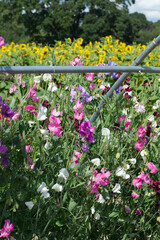Sweet peas, sunflower field, Hampshire, England