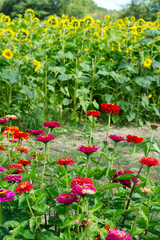 Fototapeta premium Sunflower field, Hampshire, England