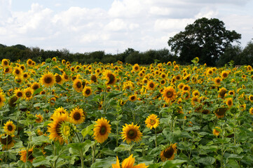 Sunflower field, Hampshire, England