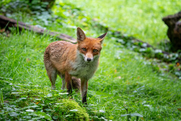 Wild fox hunting and playing in the forest during a warm summer day