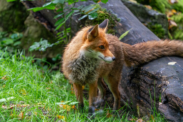 Wild fox hunting and playing in the forest during a warm summer day