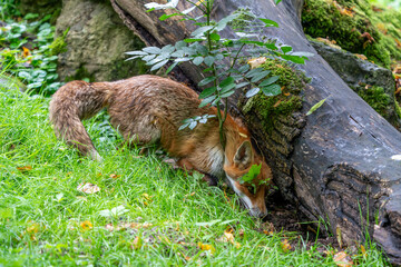Wild fox hunting and playing in the forest during a warm summer day