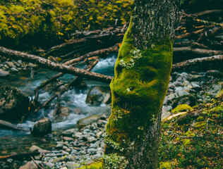 tree with moss in the woods in patagonia. Face on the moss