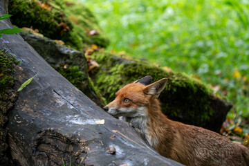 Wild fox hunting and playing in the forest during a warm summer day