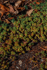 sedum album, white stonecrop succulent ground cover in garden