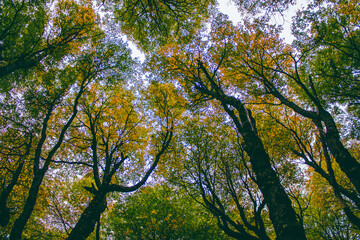 trees in the forest patagonia