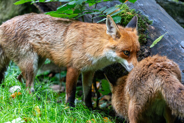 Wild fox hunting and playing in the forest during a warm summer day